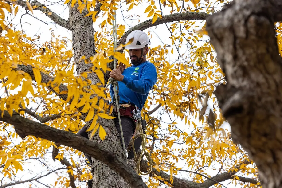 Skilled Tree Trimming crew working in Pinehurst